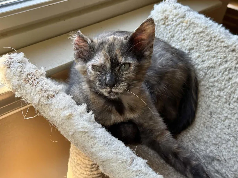A baby small-sized female Tortoiseshell cat named Snickers for adoption in Capshaw, AL