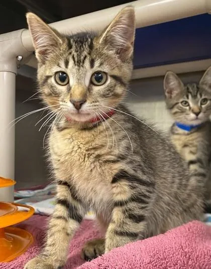 A baby small-sized female Domestic Short Hair cat named Boots for adoption in Hobart, IN