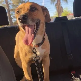 An adult medium-sized male Golden Shepherd dog named Sheriff for adoption in Marfa, TX