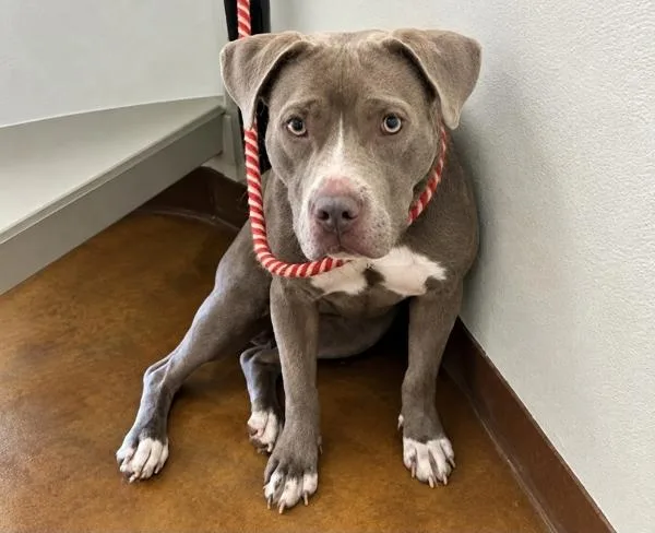 A young large-sized female Pit Bull Terrier dog named Siara for adoption in Austin, TX