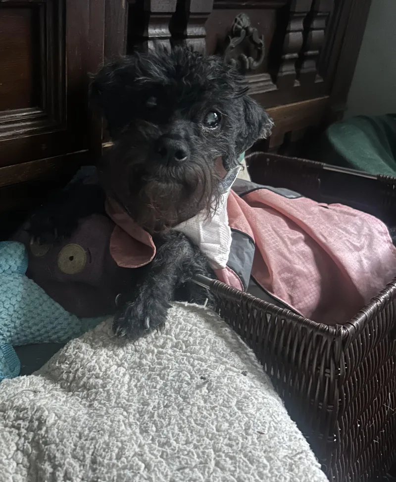 A senior small-sized female Black Miniature Poodle dog named Mayadiabetic for adoption in Oak Ridge, NJ