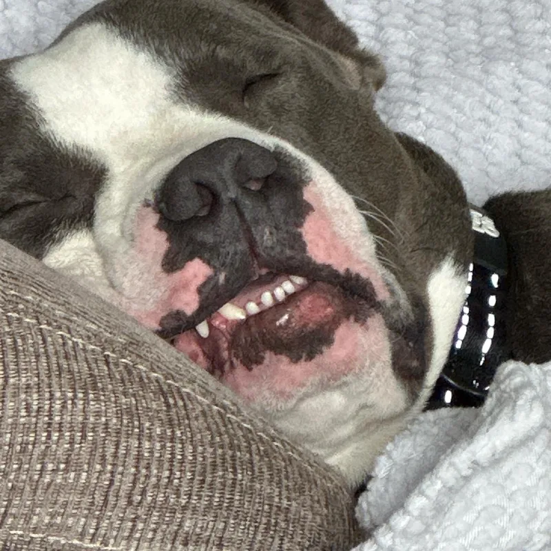 Winston thumbnail 2