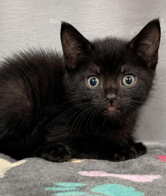 A baby small-sized male Domestic Short Hair cat named Homer for adoption in Labelle, FL