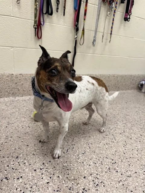 An adult small-sized male Rat Terrier dog named Bowlen for adoption in Brighton, CO