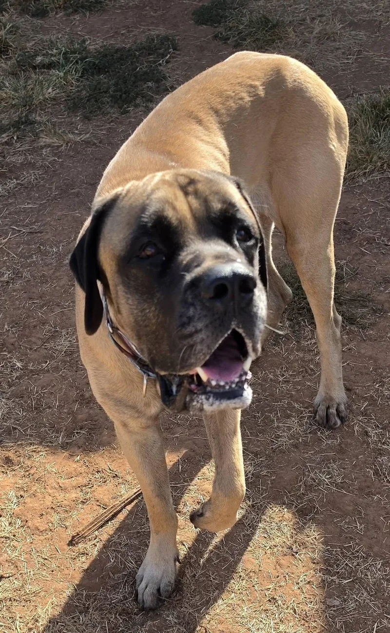 An adult extra large-sized male Yellow / Tan / Blond / Fawn Mastiff dog named Gus for adoption in Oklahoma City, OK