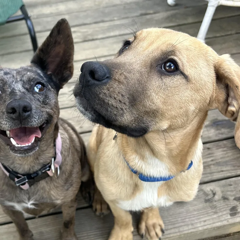 A young large-sized male Yellow / Tan / Blond / Fawn German Shepherd Dog dog named Sergeant Pepper for adoption in Richmond, VA