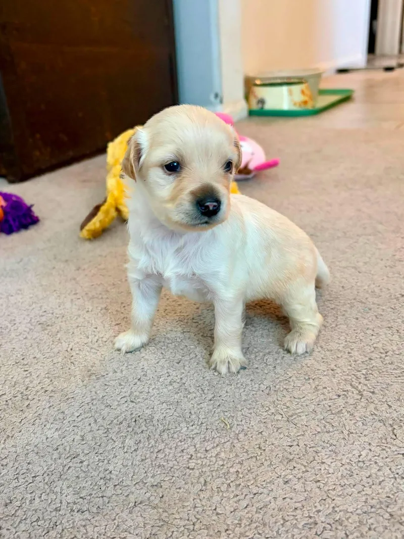 A baby small-sized male Maltese dog named Kai for adoption in Corona, CA