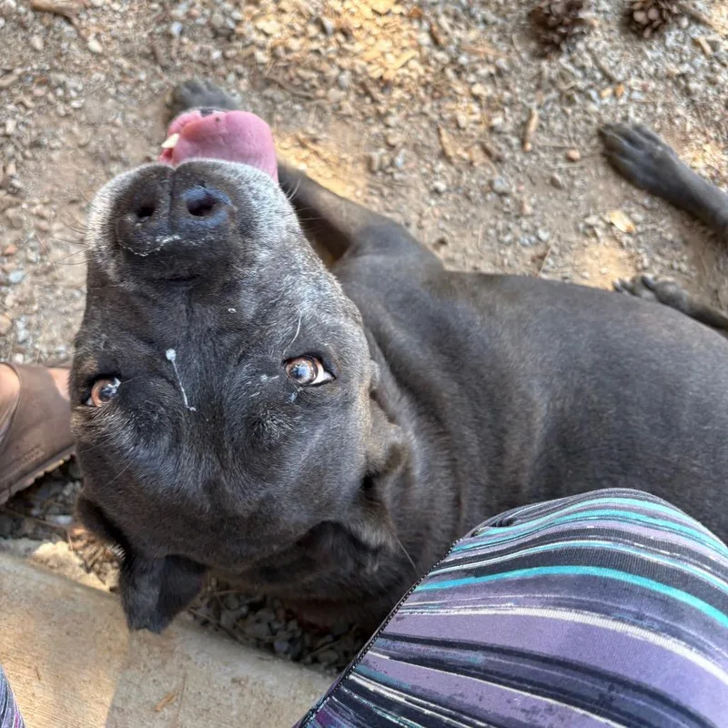 An adult large-sized female Gray / Blue / Silver Cane Corso dog named Leona for adoption in Lakehead, CA