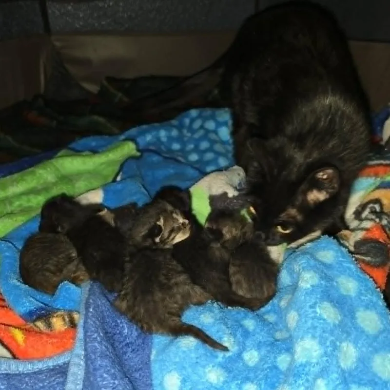 A baby small-sized male Black Domestic Short Hair cat named Bruce C for adoption in Princeton, MN