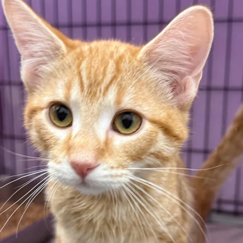 A baby small-sized male Orange / Red Domestic Medium Hair cat named Lasso for adoption in Bismarck, ND