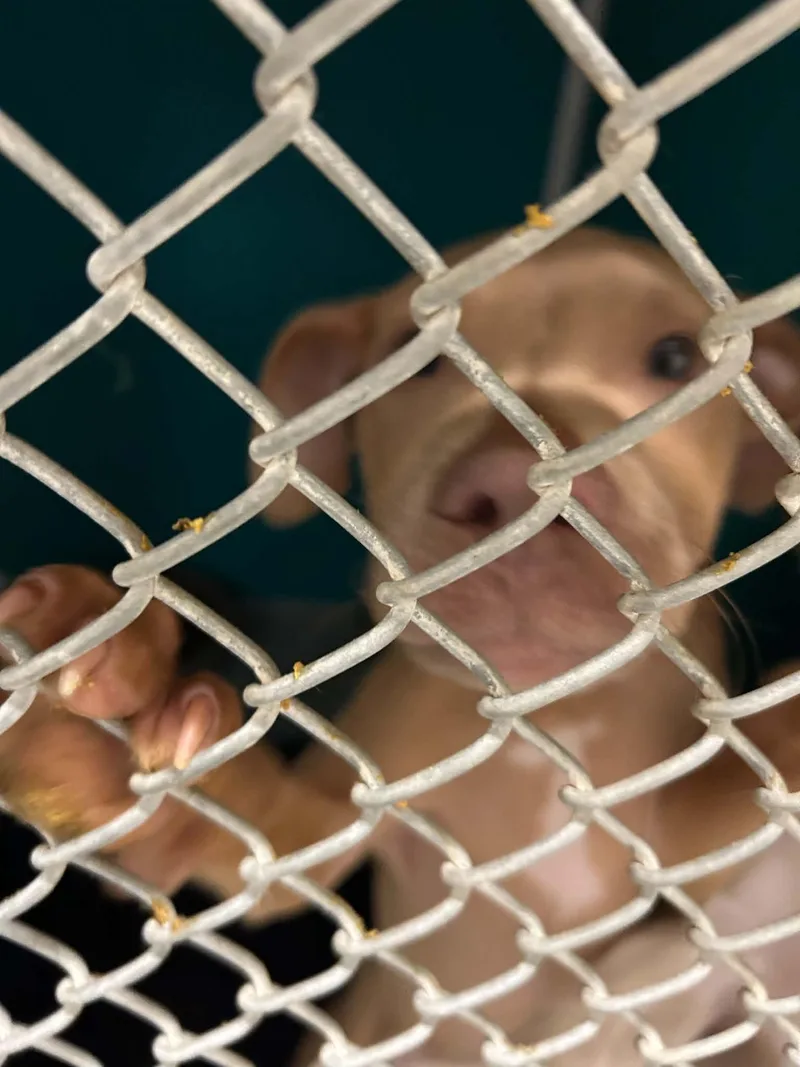 A baby small-sized female Apricot / Beige Terrier dog named Red for adoption in Burlington, IA