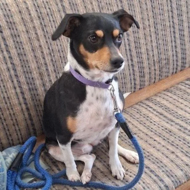An adult small-sized female Terrier dog named Lil' Bit for adoption in Philippi, WV