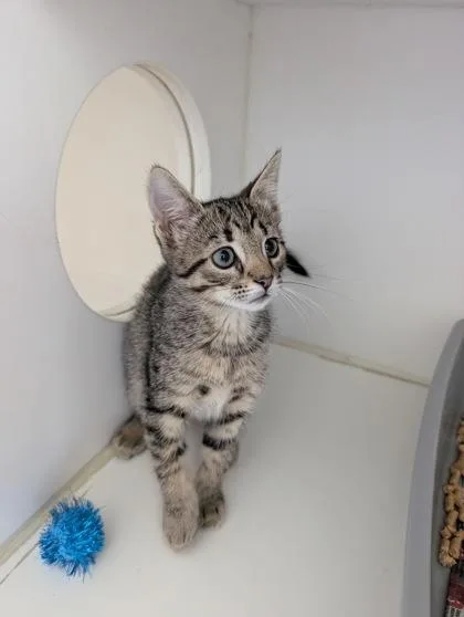 A baby small-sized male Domestic Short Hair cat named Mr. Man for adoption in Manteo, NC