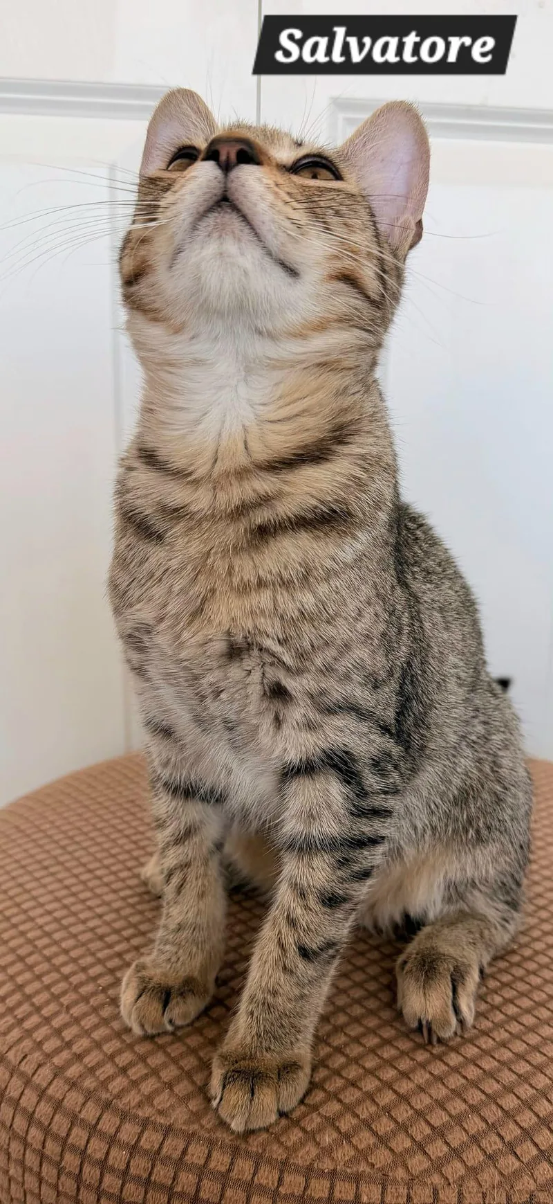 A young medium-sized male Tabby cat named Salvatore for adoption in miami, FL