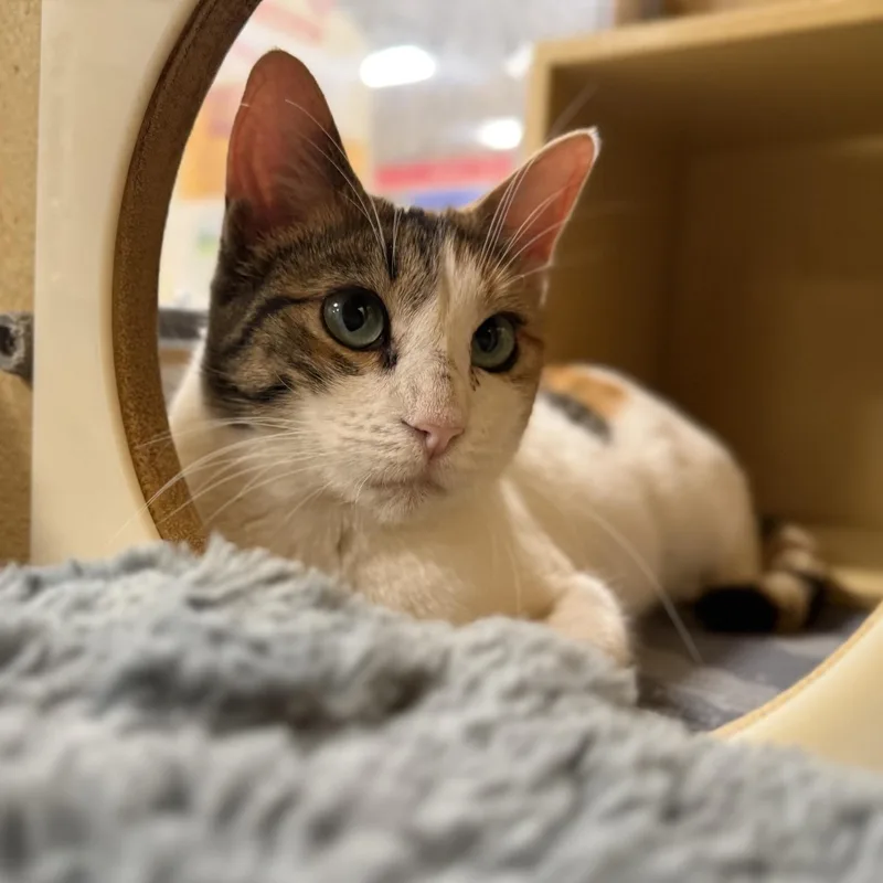 An adult medium-sized female Calico American Shorthair cat named Stacy beautiful cuddly smart for adoption in Austin, TX