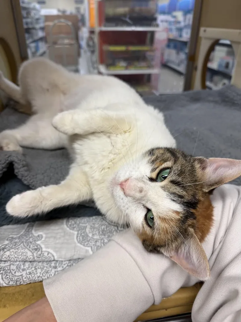 Stacy beautiful cuddly smart thumbnail 4