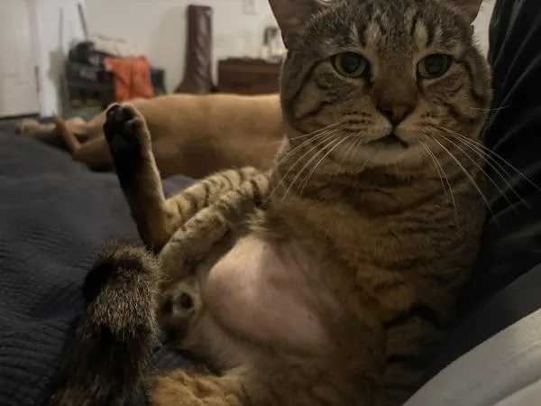 An adult large-sized male Domestic Short Hair cat named Taco for adoption in Ridgewood, NY