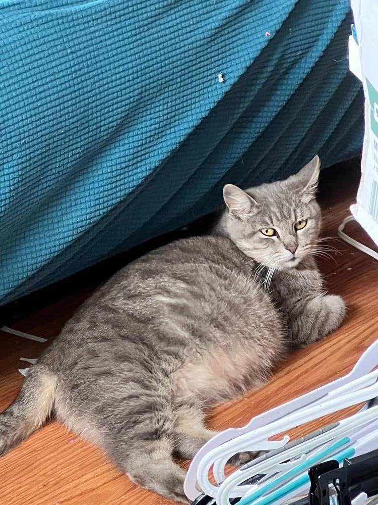 An adult medium-sized female Gray / Blue / Silver Domestic Short Hair cat named Princess Possum for adoption in Bossier City, LA