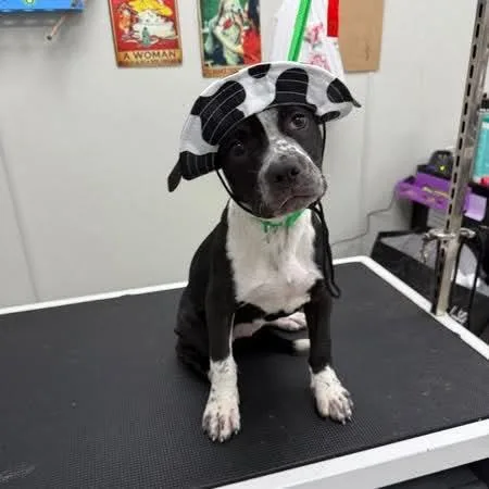 A baby medium-sized female Mixed Breed dog named Henna for adoption in De Pere, WI