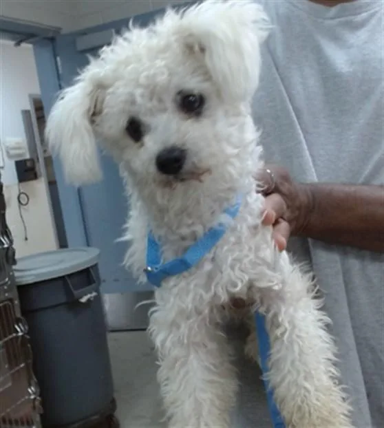 A young small-sized female Poodle dog named Zennie for adoption in Salinas, CA