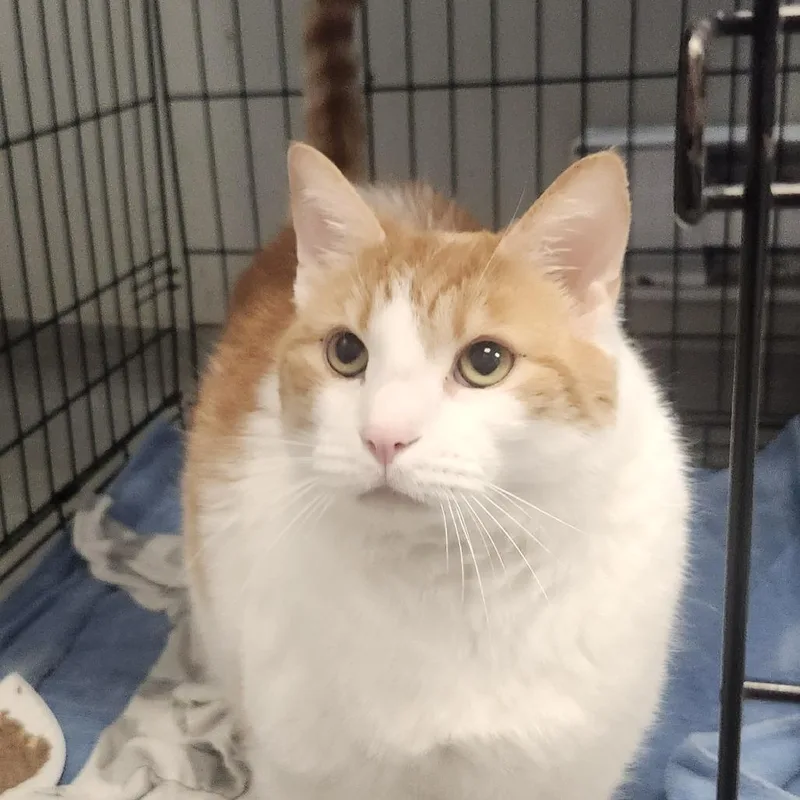 An adult extra large-sized male White Domestic Short Hair cat named Sherbert for adoption in Columbia Station, OH