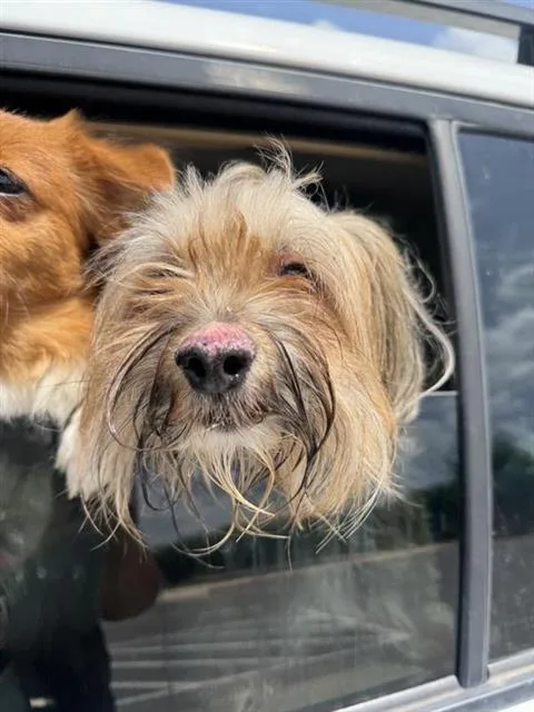 A young small-sized male Yorkshire Terrier dog named Max for adoption in San Antonio, TX