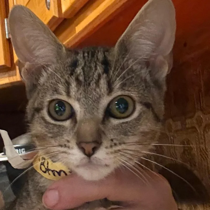 A baby small-sized male Brown / Chocolate Domestic Short Hair cat named Cody AKA BTM for adoption in Granby, MO