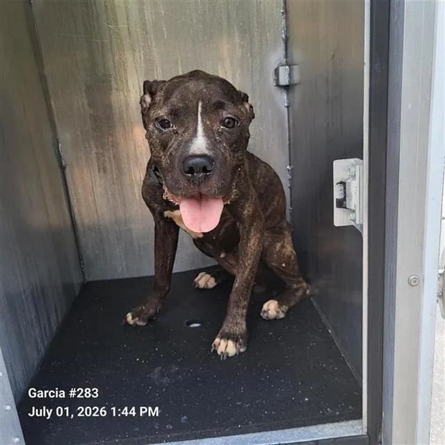 An adult medium-sized female American Staffordshire Terrier dog named Ginny for adoption in San Antonio, TX