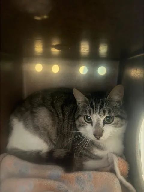 A young small-sized male Domestic Short Hair cat named Marky for adoption in Santa Maria, CA