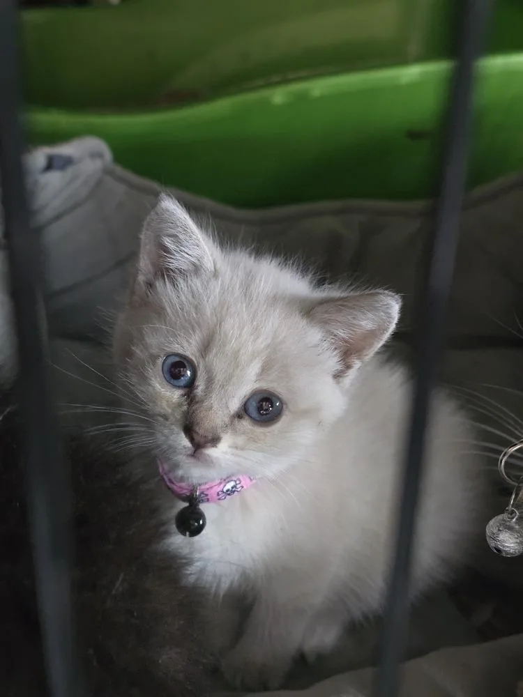 A baby small-sized female Siamese cat named Fergie for adoption in Pacifica, CA