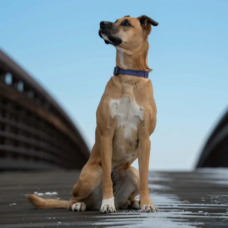 An adult medium-sized female Yellow / Tan / Blond / Fawn Mixed Breed dog named Aisha for adoption in Loveland, CO