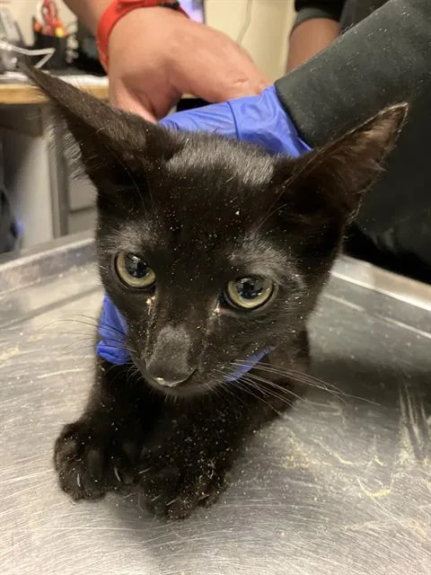 A baby small-sized male Domestic Short Hair cat named Chaos for adoption in Long Beach, CA