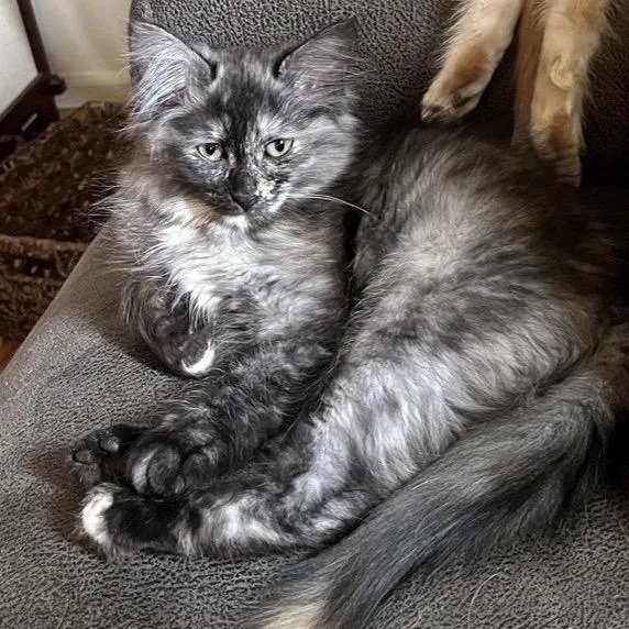 A baby small-sized female Tortoiseshell Domestic Long Hair cat named Mabel for adoption in Springfield, OR