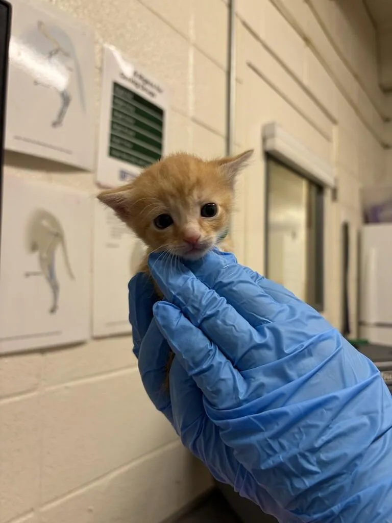 A baby medium-sized male Domestic Short Hair cat named Beryllium for adoption in Fruit Heights, UT