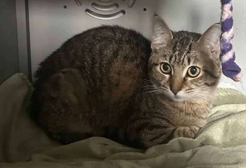 A baby small-sized female Tabby (Brown / Chocolate) Domestic Short Hair cat named Princess Diana for adoption in Anoka, MN