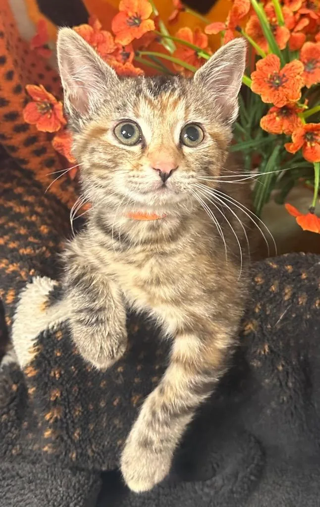 A baby small-sized female Domestic Short Hair cat named Athena for adoption in Stillwater, OK