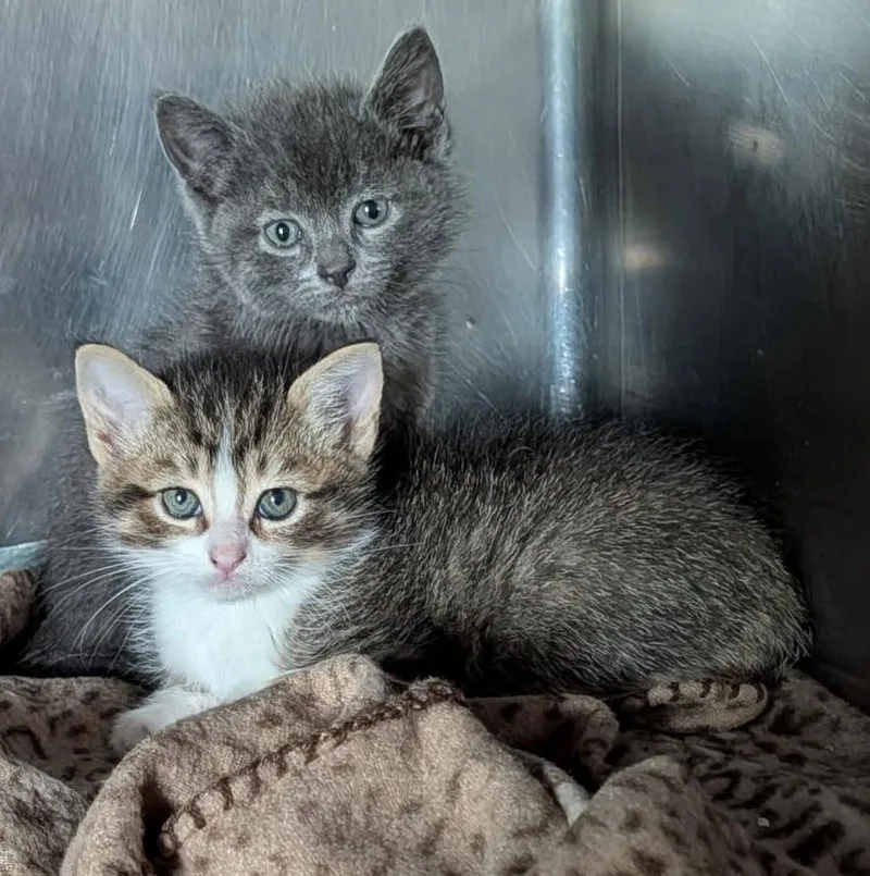 A baby medium-sized male Tabby (Brown / Chocolate) Domestic Short Hair cat named Abbott & Robby for adoption in Marietta, OH