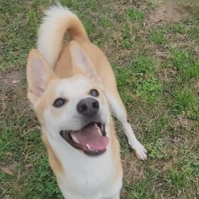 A young medium-sized male White / Cream Carolina Dog dog named Arlo for adoption in Brookeville, MD