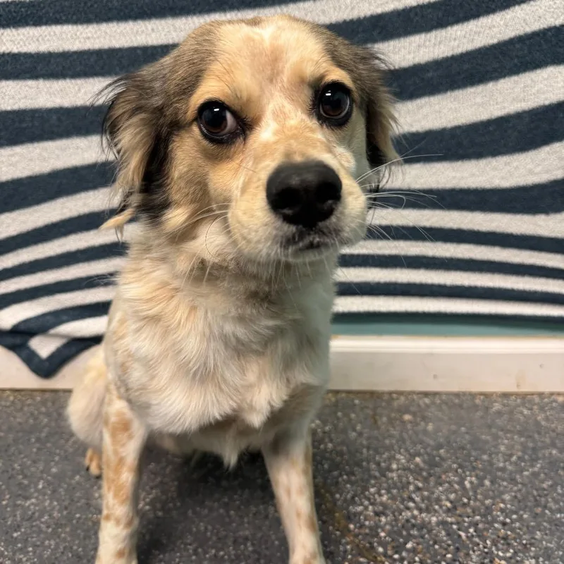 A young medium-sized male White / Cream Terrier dog named Giggles for adoption in Fresno, CA
