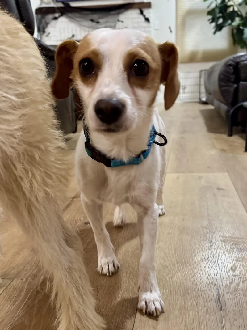A young small-sized male Jack Russell Terrier dog named Jack for adoption in Windsor, CO