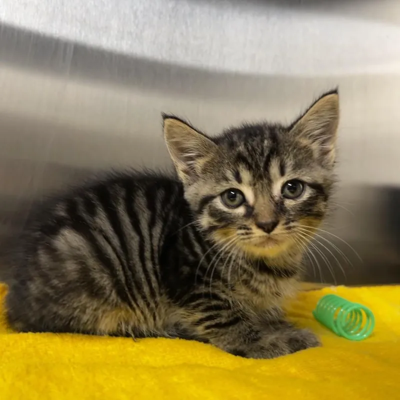 A baby small-sized male Brown / Chocolate Domestic Short Hair cat named Floyd for adoption in Harrisville, WV