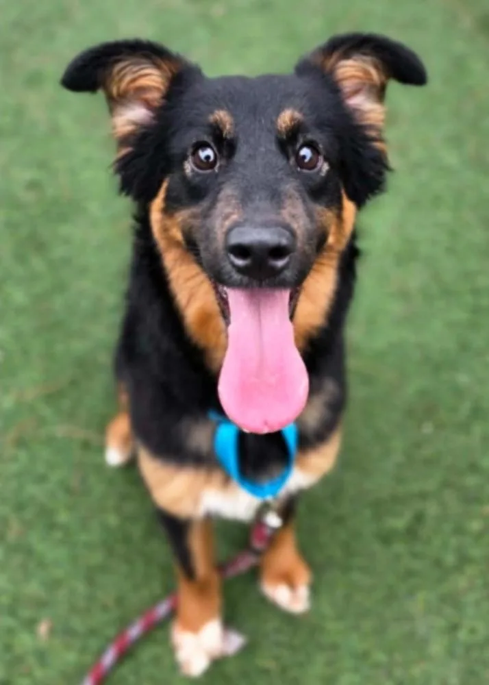 An adult medium-sized female Australian Shepherd dog named Addy for adoption in Sedalia, CO