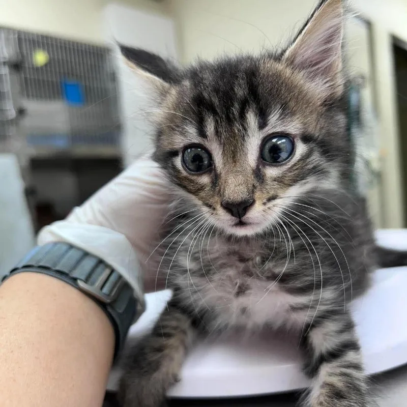 A baby small-sized male Domestic Medium Hair cat named Viper for adoption in Bastrop, TX
