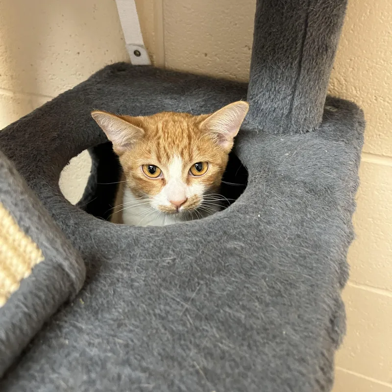 A young medium-sized male Orange / Red Domestic Short Hair cat named Marlin for adoption in Washington, UT