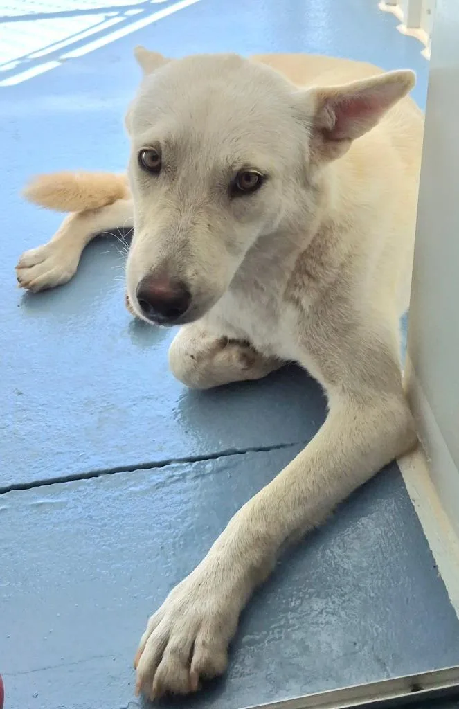 A young medium-sized female Cattle Dog dog named Snowball for adoption in Moriarty, NM