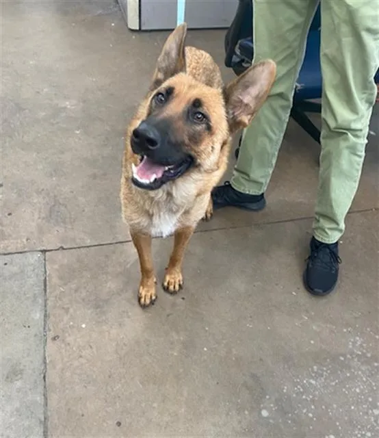 An adult large-sized female Mixed Breed dog named Tori for adoption in Dallas, TX