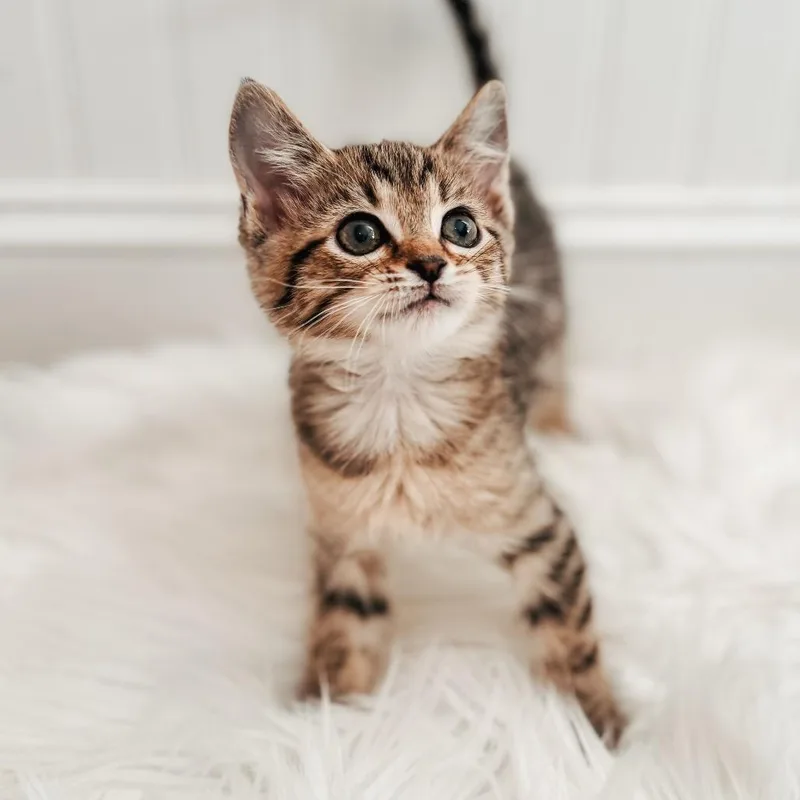 A baby small-sized female Brown / Chocolate Domestic Short Hair cat named Tori for adoption in Brownsboro, AL