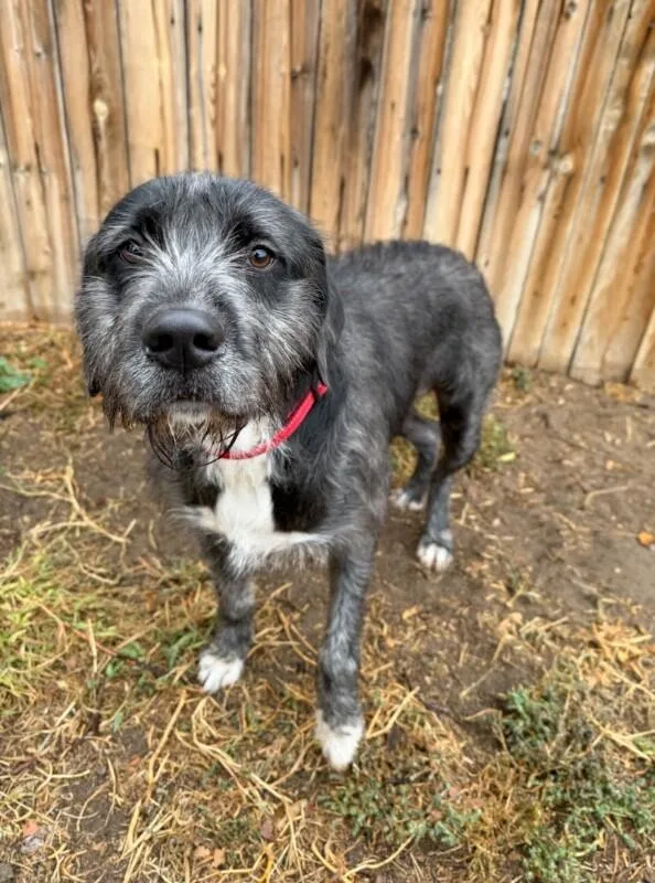 A young large-sized male Standard Schnauzer dog named Bubba for adoption in Windsor, CO