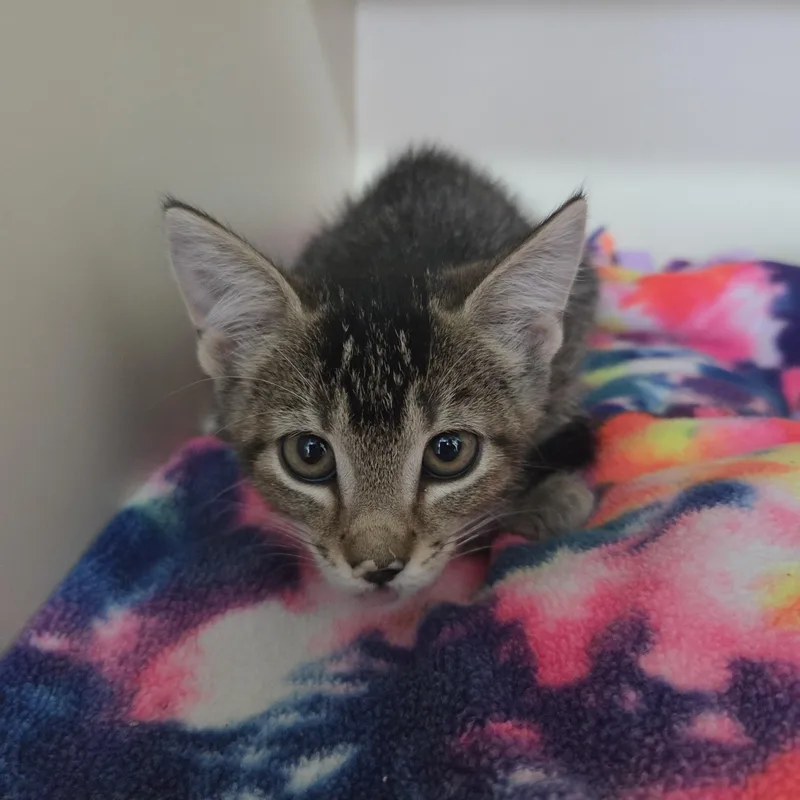 A young medium-sized female Tabby (Brown / Chocolate) Domestic Short Hair cat named Phalanges for adoption in Brookings, SD