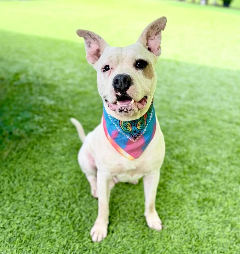 An adult large-sized male Mixed Breed dog named Patch for adoption in Ellijay, GA